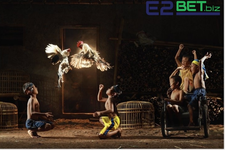 Cách Tập Luyện Cho Gà Đá Cựa Sắt hiệu quả là cho gà không gian thoải mái. 
