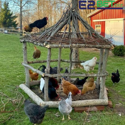 Cách Huấn Luyện Gà Đá Cựa Hiệu Quả Mà Cao Thủ Hay Dùng