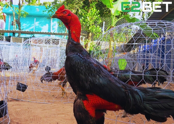 cách xem vảy gà chọi chi tiết: nhận diện vảy tốt như Ám Long, Hộ Khẩu và tránh vảy xấu để chọn chiến kê mạnh mẽ, sẵn sàng chinh phục mọi đấu trường